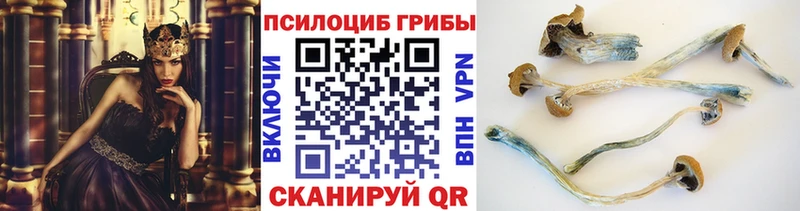 kraken как зайти  Унеча  Галлюциногенные грибы MAGIC MUSHROOMS  магазин   