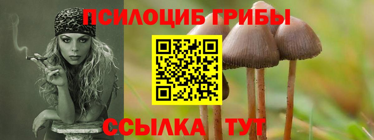 купить наркоту  Вход с VPN  Унеча  Галлюциногенные грибы Psilocybe 